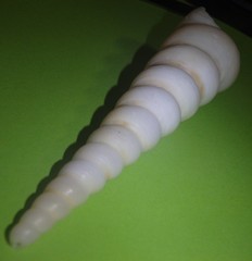 Turritella terebra