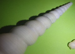Turritella terebra