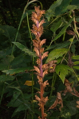 Orobanche pallidiflora