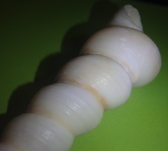 Turritella terebra