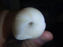 Turritella terebra