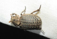 Omorgus suberosus