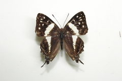 Dodona deodata