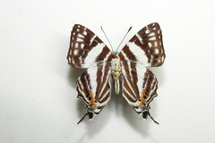 Dodona deodata