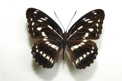 Limenitis sulpitia