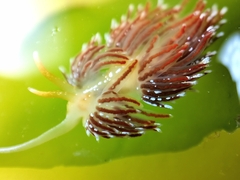 Sakuraeolis enosimensis