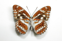 Limenitis sulpitia