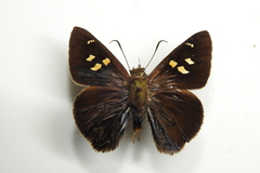 Hasora anura