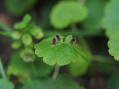 Rondaniola bursaria