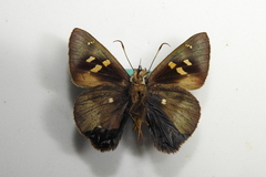 Hasora anura