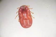 Rhipicephalus microplus