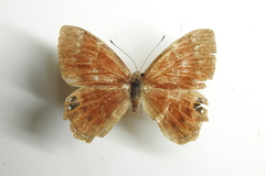 Abisara burnii