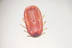Rhipicephalus microplus