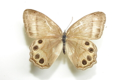 Lethe syrcis