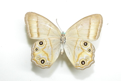 Lethe syrcis