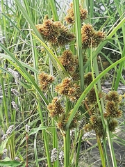 Cyperus glomeratus