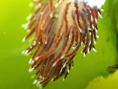 Sakuraeolis enosimensis