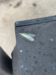 Chrysopa quadripunctata