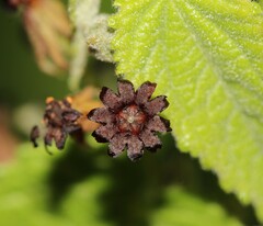 Ayenia jaliscana