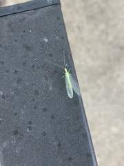 Chrysopa quadripunctata