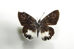 Tagiades menaka