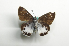 Tagiades menaka