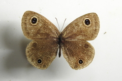 Ypthima motschulskyi