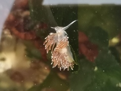 Sakuraeolis enosimensis