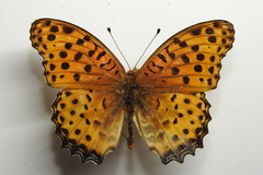 Argynnis hyperbius