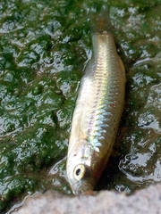 Rasbora