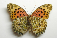 Argynnis hyperbius