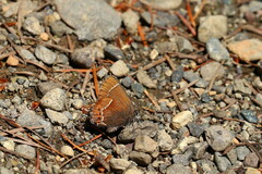 Callophrys johnsoni