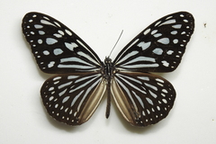 Ideopsis similis