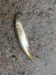 Rasbora