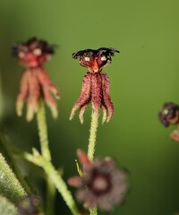 Ayenia jaliscana