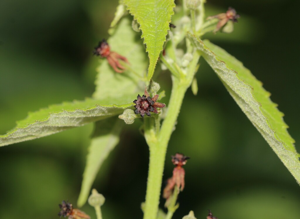 Ayenia xochipilliae