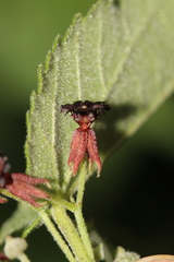 Ayenia jaliscana