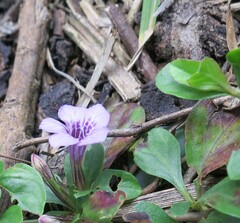 Dyschoriste microphylla