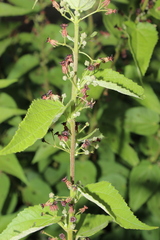 Ayenia jaliscana
