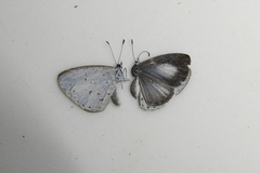 Acytolepis