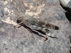 Scintharista notabilis