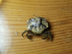 Glebocarcinus amphioetus