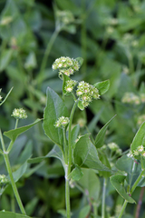 Ageratina herbacea