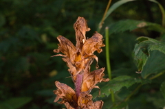 Orobanche pallidiflora