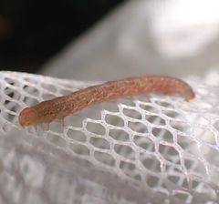 Litoprosopus coachella