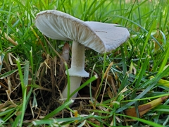 Leucoagaricus leucothites