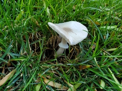 Leucoagaricus leucothites