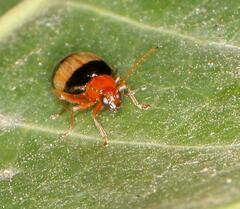 Monolepta melanogaster