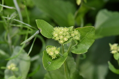 Ageratina herbacea