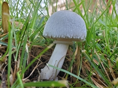Leucoagaricus leucothites